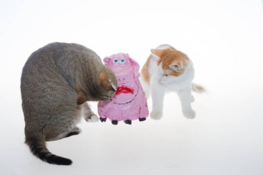 Turuncu bir kedi yavrusu ve pembe bir domuz. Beyaz zemin üzerinde kırmızı-beyaz bir kedi yavrusu ve kağıt hamurundan yapılmış pembe bir domuz yavrusu. Sarı renkli bir kedi, beyaz izole edilmiş arka planda pembe oyuncak bir domuzla oynuyor..