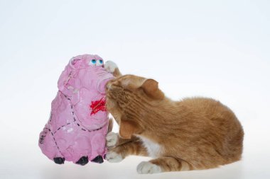 Turuncu bir kedi ve pembe bir domuz. Beyaz arka planda kırmızı bir kedi, kağıt hamurundan yapılmış pembe bir domuzcukla oynar. Sarı renkli bir kedi, beyaz izole edilmiş arka planda pembe oyuncak bir domuzla oynuyor..