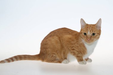 Beyaz arka planda kırmızı bir kedi. Sarı bir kedi beyaz bir arka planda oturur..