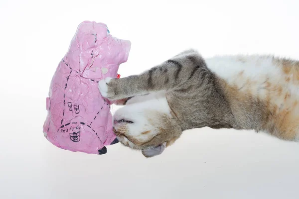 Eine Gestreifte Katze Und Ein Rosafarbenes Schwein Eine Gestreifte Katze — Stockfoto