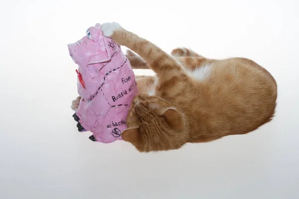 Eine Orangefarbene Katze Und Ein Rosa Schwein Eine Rote Katze — Stockfoto