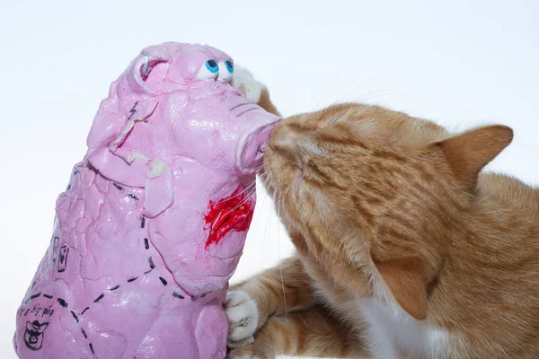 Eine Orangefarbene Katze Und Ein Rosa Schwein Eine Rote Katze — Stockfoto