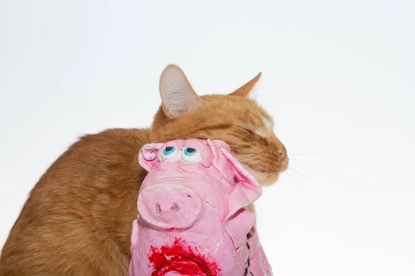 Gato Laranja Porco Rosa Gato Vermelho Fundo Branco Brinca Com — Fotografia de Stock