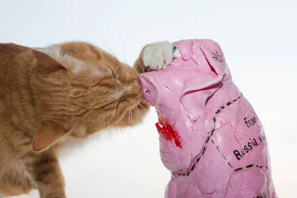 Gato Laranja Porco Rosa Gato Vermelho Fundo Branco Brinca Com — Fotografia de Stock
