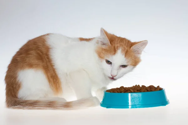 กแมวส ขาวส นอาหารจากจานส แมวส แดงก นอาหารแมวบนพ นหล ขาว — ภาพถ่ายสต็อก