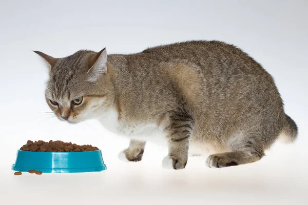 タビー猫は青い皿から食べ物を食べる 大きな緑色の目をした猫は白い背景に猫の食べ物を食べる — ストック写真