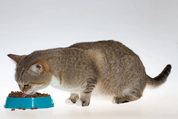 タビー猫は青い皿から食べ物を食べる 大きな緑色の目をした猫は白い背景に猫の食べ物を食べる — ストック写真