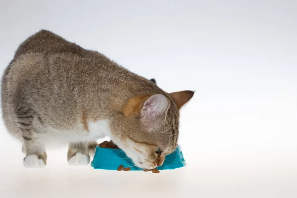 Gato Tabby Come Comida Prato Azul Gato Com Grandes Olhos — Fotografia de Stock