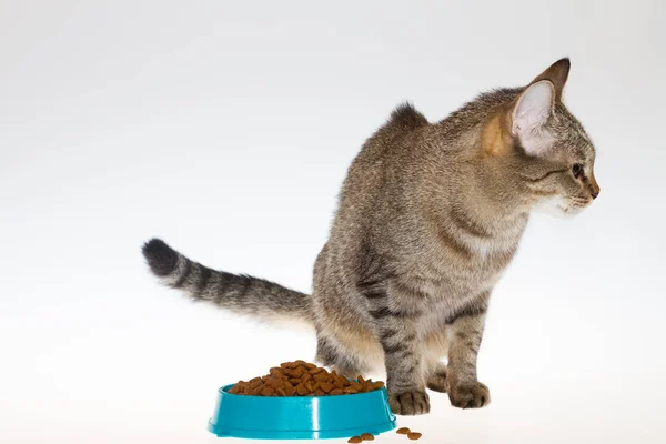 Striped Cat Eats Food Isolated White Background Cat Eats Blue — Stock Photo, Image