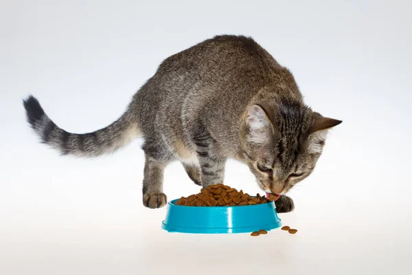 Randig Katt Äter Mat Isolerad Vit Bakgrund Katt Äter Från — Stockfoto