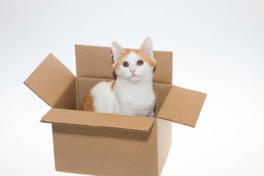 Beyaz arka planda bir kutuda kırmızı bir kedi yavrusu. Beyaz turuncu bir kedi izole edilmiş beyaz bir arka planda karton bir kutuda oynuyor. Konsept, soyutlanmış beyaz arka planda bir kedi.