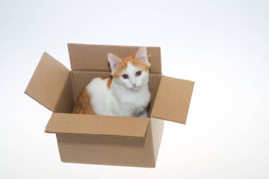 Beyaz arka planda bir kutuda kırmızı bir kedi yavrusu. Beyaz turuncu bir kedi izole edilmiş beyaz bir arka planda karton bir kutuda oynuyor. Konsept, soyutlanmış beyaz arka planda bir kedi.