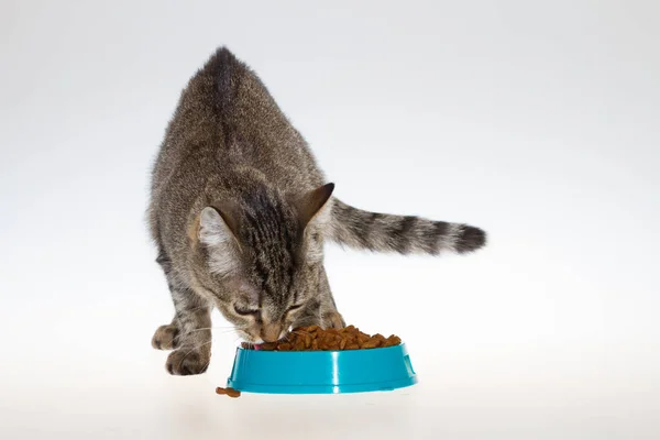 Полосатая Кошка Ест Пищу Изолированном Белом Фоне Кот Ест Синей — стоковое фото