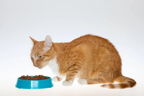 Полосатая Кошка Ест Пищу Изолированном Белом Фоне Кот Ест Синей — стоковое фото