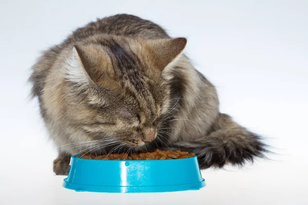 Çizgili bir kedi izole edilmiş beyaz bir arka planda yemek yer. Bir kedi arka planda mavi bir kaseden yemek yer..