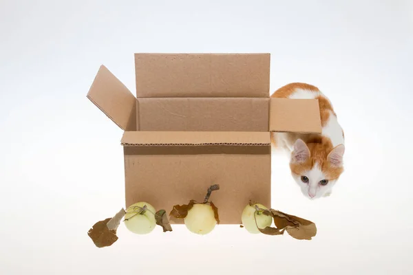 Beyaz Arka Planda Bir Kutuda Kırmızı Bir Kedi Yavrusu Beyaz — Stok fotoğraf