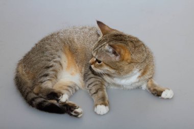 Büyük yeşil gözlü bir tekir kedi gri bir arka planı okşuyor..