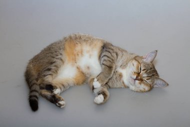 Büyük yeşil gözlü bir tekir kedi gri bir arka planı okşuyor..