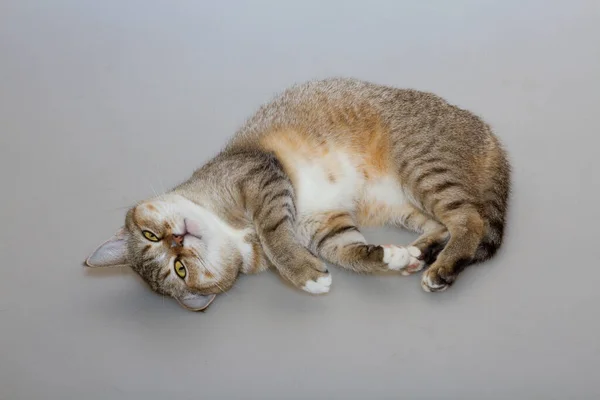 Büyük Yeşil Gözlü Bir Tekir Kedi Gri Bir Arka Planı — Stok fotoğraf