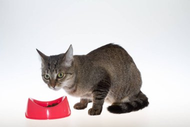 Bir kedi beyaz arka planda yemek yer. Beyaz arka planda çizgili bir kedi pembe bir kaseden yemek yer. Konsept, beyaz izole edilmiş arka planda bir kedi..