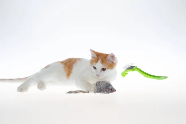 Gatinho Está Brincando Com Rato Gatinho Cor Branca Amarela Está — Fotografia de Stock