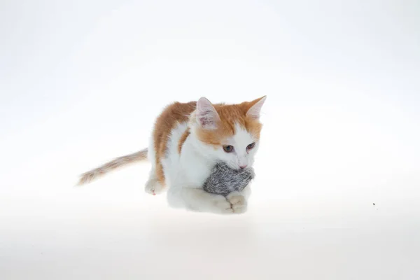 Gatinho Está Brincando Com Rato Gatinho Cor Branca Amarela Está — Fotografia de Stock