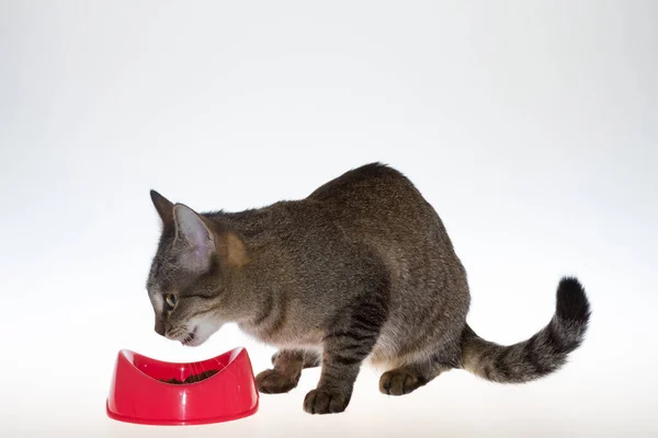 고양이는 배경에서 먹이를 먹는다 배경의 줄무늬 고양이가 분홍색 그릇에서 먹이를 — 스톡 사진