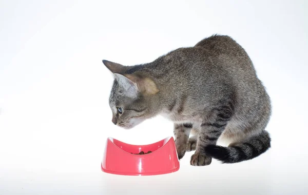 Gatto Mangia Cibo Uno Sfondo Bianco Gatto Strisce Uno Sfondo — Foto Stock