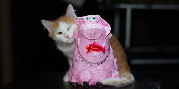 Porco Gato Leitão Rosa Com Olhos Tristes Gatinho Branco Vermelho — Fotografia de Stock