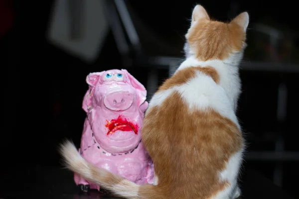 Porco Gato Leitão Rosa Com Olhos Tristes Gatinho Branco Vermelho — Fotografia de Stock