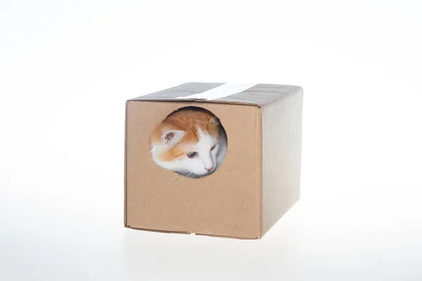 Kotek Pudełku Kot Kartonowym Pudełku Białym Tle — Zdjęcie stockowe
