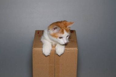 Kutudaki bir kedi. Bir kedi gri arka planda karton bir kutuda oynuyor..