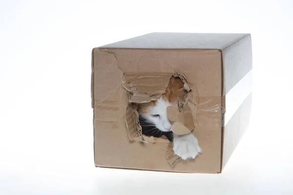 Gato Una Caja Gato Está Jugando Una Caja Cartón Sobre —  Fotos de Stock