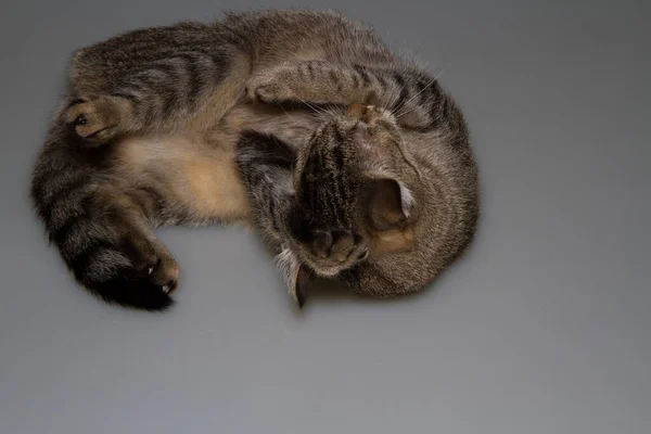 Seekor Kucing Dalam Kotak Seekor Kucing Bermain Kotak Kardus Pada — Stok Foto