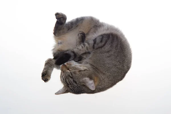 Cat Box Cat Playing Cardboard Box Gray Background — Stock Photo, Image