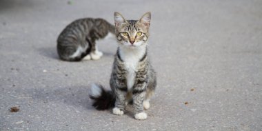 Beyaz pençeli çizgili bir kedi yavrusu gri asfaltın arka planında yürüyor.