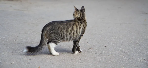 白い芝生のストライプの子猫が灰色のアスファルトの背景を歩いています — ストック写真