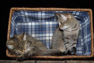 Kedi hasır bir sepetin içinde oturuyor, sepet eski ahşap bir masanın üzerinde, siyah bir arka planda..