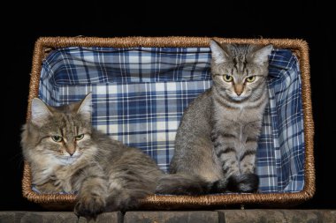 Kedi hasır bir sepetin içinde oturuyor, sepet eski ahşap bir masanın üzerinde, siyah bir arka planda..