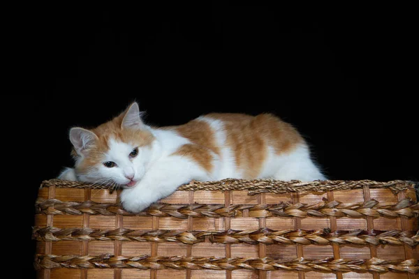 Gato Está Sentado Uma Cesta Vime Cesta Está Uma Mesa — Fotografia de Stock