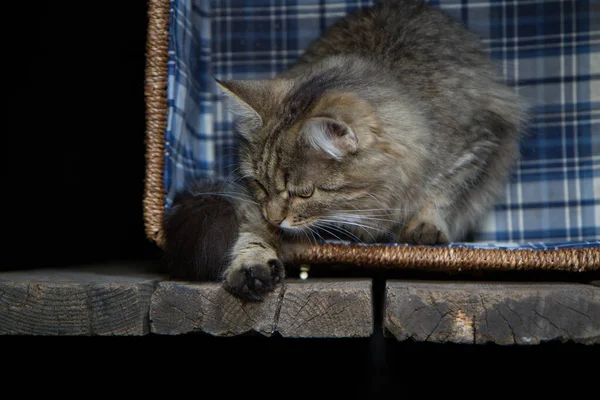고양이는 바구니에 바구니는 배경에 있습니다 — 스톡 사진