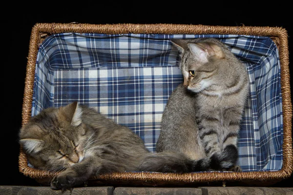 Gato Está Sentado Uma Cesta Vime Cesta Está Uma Mesa — Fotografia de Stock