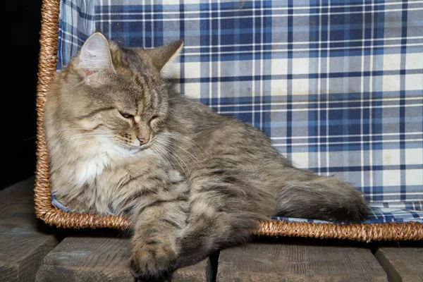 Gato Está Sentado Uma Cesta Vime Cesta Está Uma Mesa — Fotografia de Stock