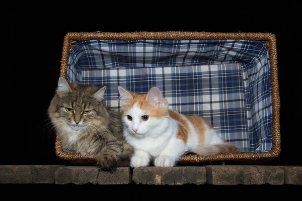 Gato Está Sentado Uma Cesta Vime Cesta Está Uma Mesa — Fotografia de Stock