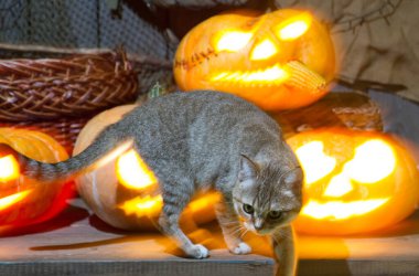 Cadılar bayramı için balkabağı üstünde bir kedi yavrusu. Dolabın arka planında bir kedi ve balkabağı feneri..