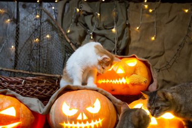Cadılar bayramı için balkabağı üstünde bir kedi yavrusu. Dolabın arka planında bir kedi ve balkabağı feneri..