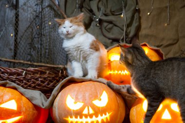 Cadılar bayramı için balkabağı üstünde bir kedi yavrusu. Dolabın arka planında bir kedi ve balkabağı feneri..