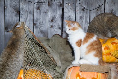 Bir kedi dolaptaki balkabağı fenerlerinin arasında Cadılar Bayramı oynuyor..