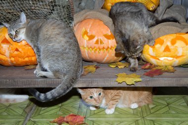 Bir kedi dolaptaki balkabağı fenerlerinin arasında Cadılar Bayramı oynuyor..