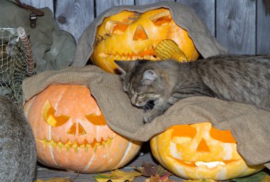 Bir kedi dolaptaki balkabağı fenerlerinin arasında Cadılar Bayramı oynuyor..